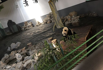 下渚湖熊猫园第 25 张图片