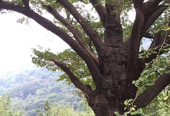 安陆钱冲古银杏生态旅游区第 43 张图片