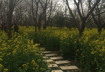 唐韵樱花园第 13 张图片