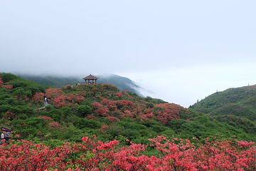 大围山国家森林公园第 67 张图片