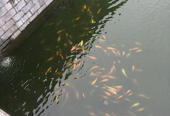 千江温泉第 34 张图片