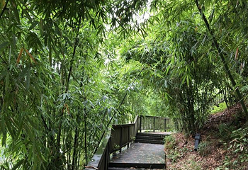 沐川竹海旅游景区第 20 张图片