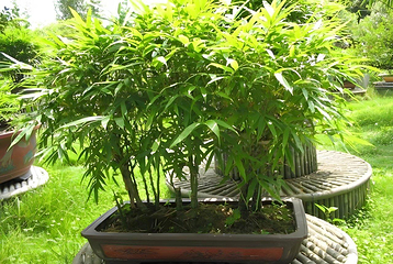 安吉竹博园第 5 张图片