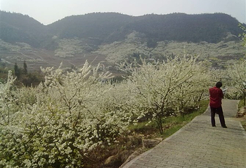 统景印盒李花生态旅游区第 8 张图片