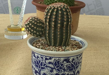 上海多肉植物展第 8 张图片