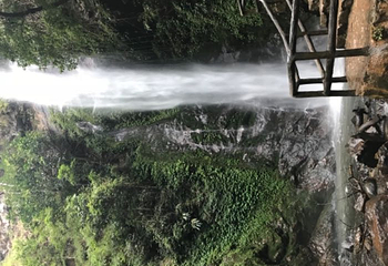 芒令独树成林第 14 张图片