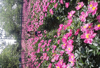 上阮花视界第 8 张图片
