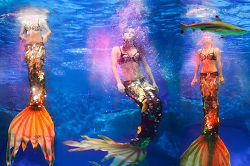 海合安成都极地海洋公园第 20 张图片