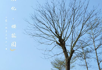 天适樱花悠乐园第 65 张图片