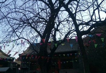 净因寺第 12 张图片