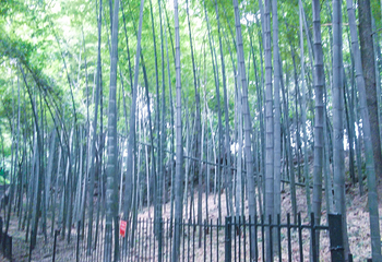 杭州植物园第 41 张图片