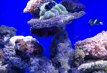 海洋大世界第 37 张图片