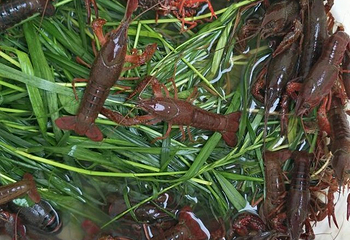 美樱花海第 27 张图片