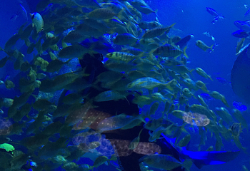 包头海洋世界第 36 张图片