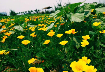 蔚然花海第 311 张图片