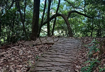 都峤山森林公园第 27 张图片