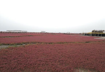 红海滩国家风景廊道第 71 张图片