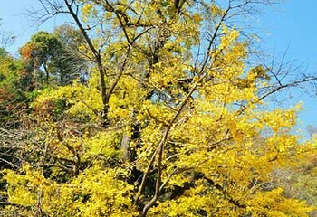 安陆钱冲古银杏生态旅游区第 48 张图片