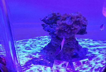 包头海洋世界第 27 张图片