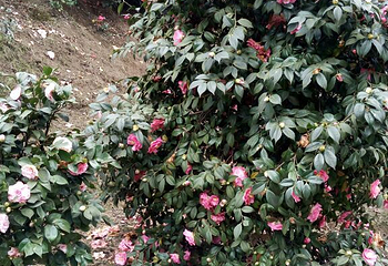 龙茶花海第 34 张图片