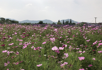 长田漾湿地公园第 6 张图片