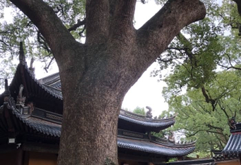 舟山市普陀山风景区-紫竹林第 21 张图片