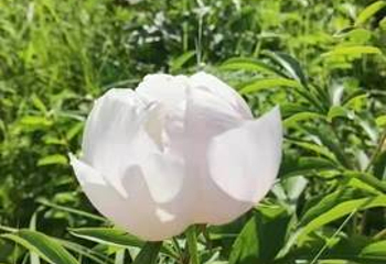 室韦俄罗斯民族乡第 11 张图片
