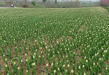 豪泽国际郁金香花海欢乐城第 64 张图片