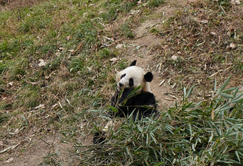 佛坪熊猫谷旅游区第 34 张图片