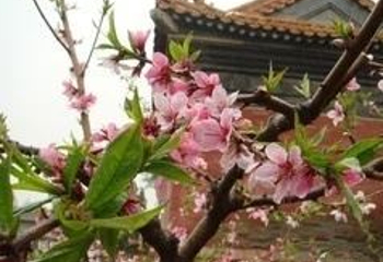 敕建三义宫第 17 张图片