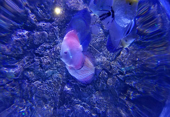张家港梦幻海洋王国第 16 张图片