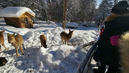 亚布力滑雪旅游度假区第 41 张图片