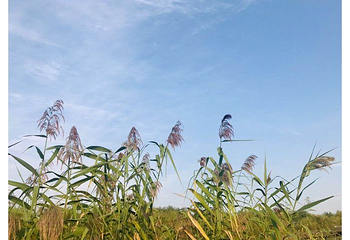 高邮湖芦苇荡湿地公园第 31 张图片