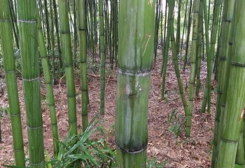 草堂寺第 12 张图片