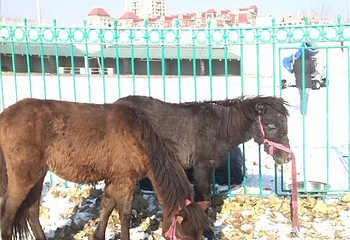 二宫滑雪场第 9 张图片