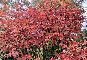 川西红枫岭第 69 张图片
