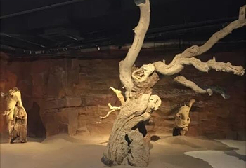 上海尊木艺术馆第 8 张图片
