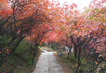 竹林长寿山第 26 张图片