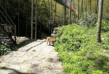 猴王谷景区第 7 张图片
