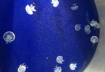 长春中泰海洋世界第 47 张图片