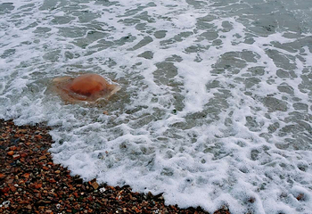金沙滩海滨浴场第 12 张图片