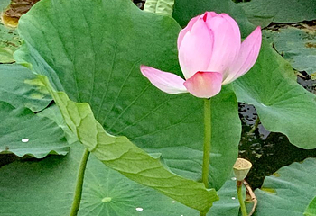 莲花湖公园第 3 张图片