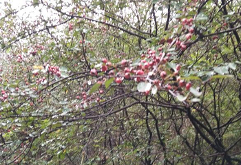 火石寨国家地质(森林)公园第 31 张图片