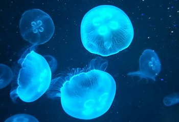 南海洋水母王国第 15 张图片
