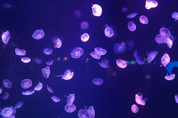 上海海洋水族馆第 212 张图片