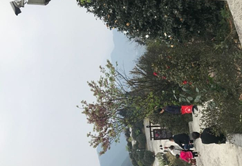 龙茶花海第 20 张图片
