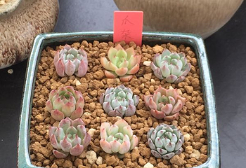 上海多肉植物展第 9 张图片