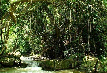 大王岭原始森林第 22 张图片