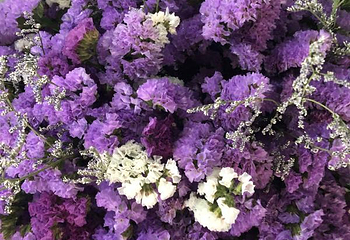 昆明斗南花卉市场第 32 张图片