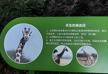 红山森林动物园第 372 张图片